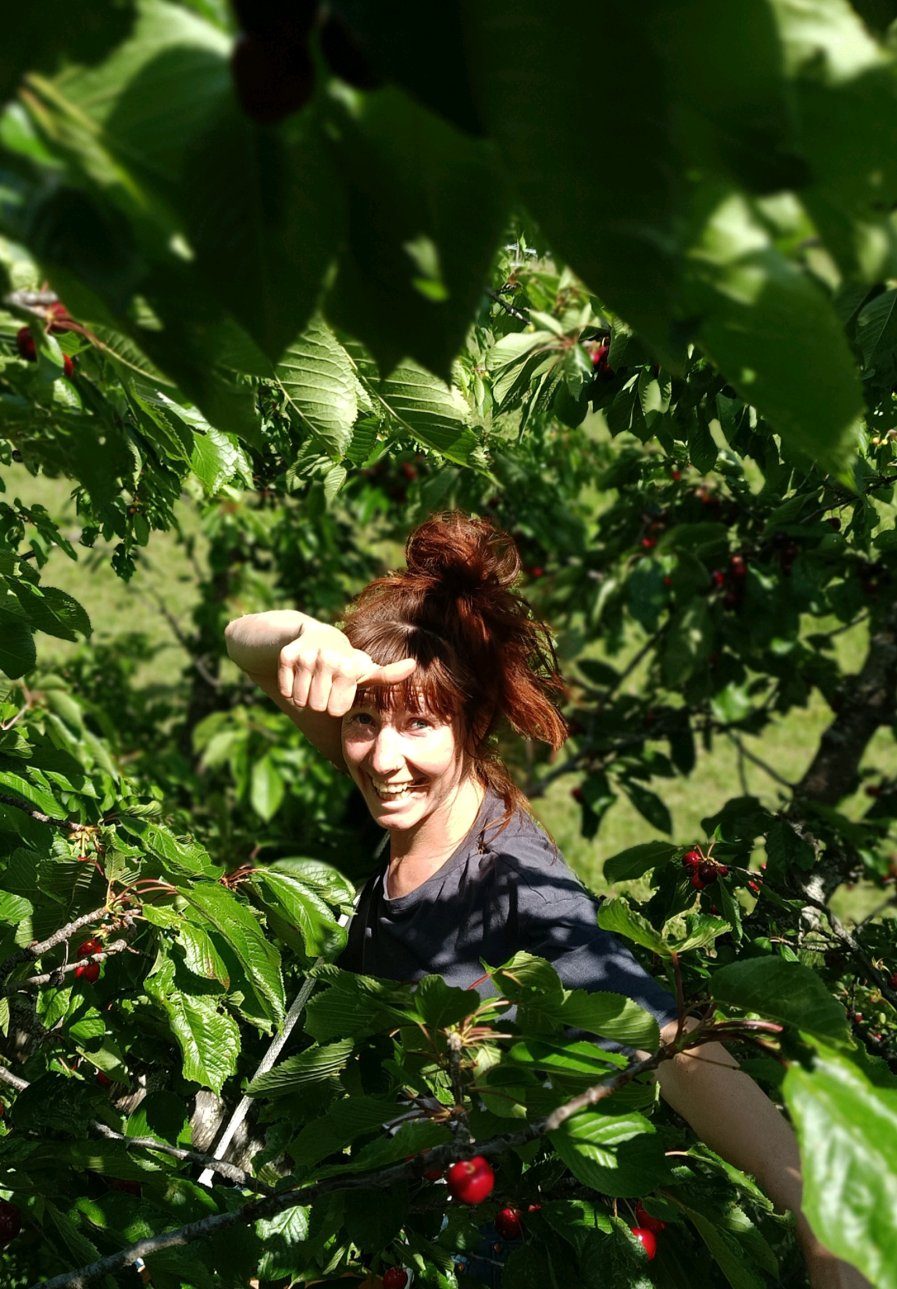 Juin 2025 — Récolte de cerises & atelier confiture